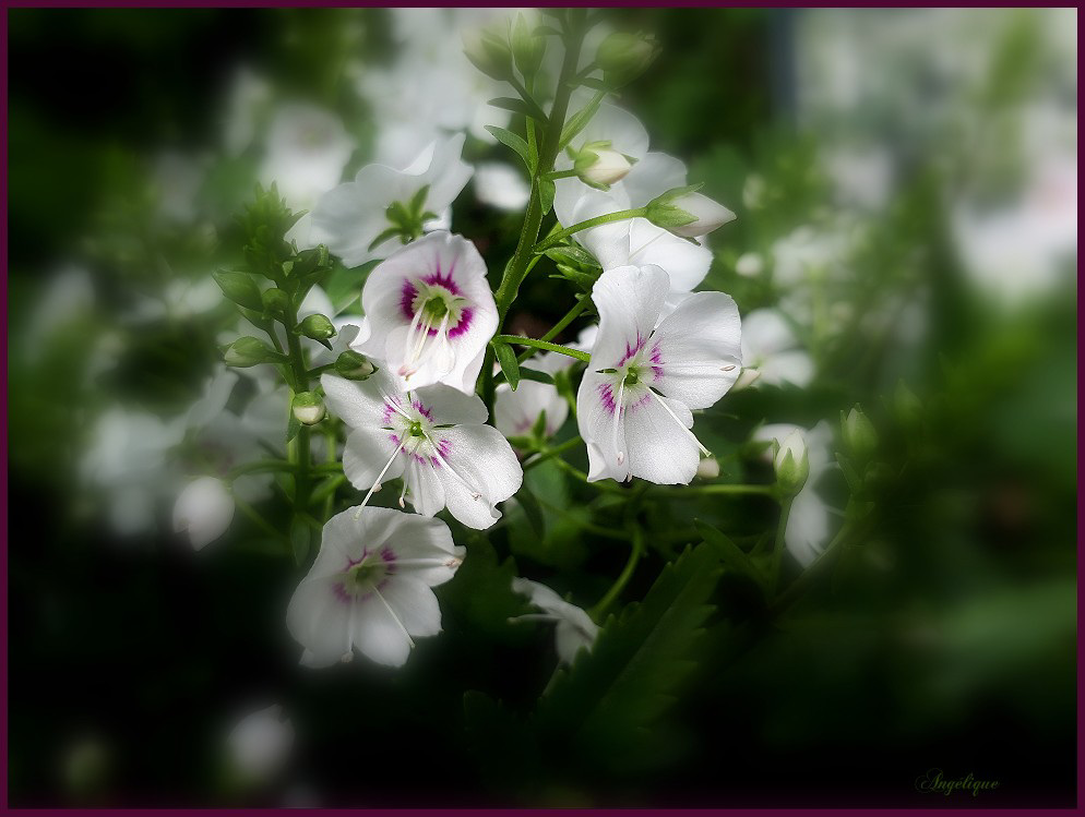 PARAHEBE 'AVALANCHE...............Bon jeudi à vous !