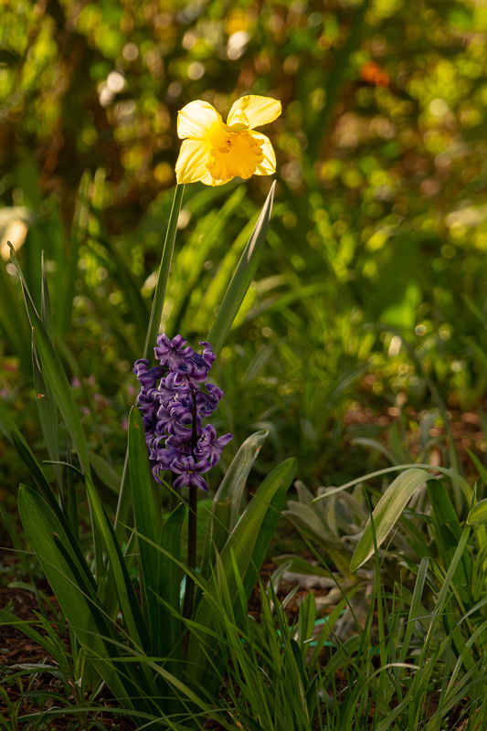 Köln - Garten zu Beginn des Frühlings