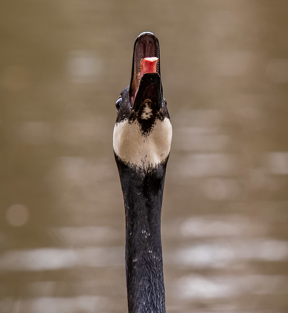 Canada goose