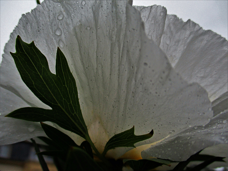 perles de pluie