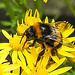 20230713 1838CPw [D~LIP] Jakobs-Greiskraut, Dunkle Erdhummel (Bombus terresris), Bad Salzuflen