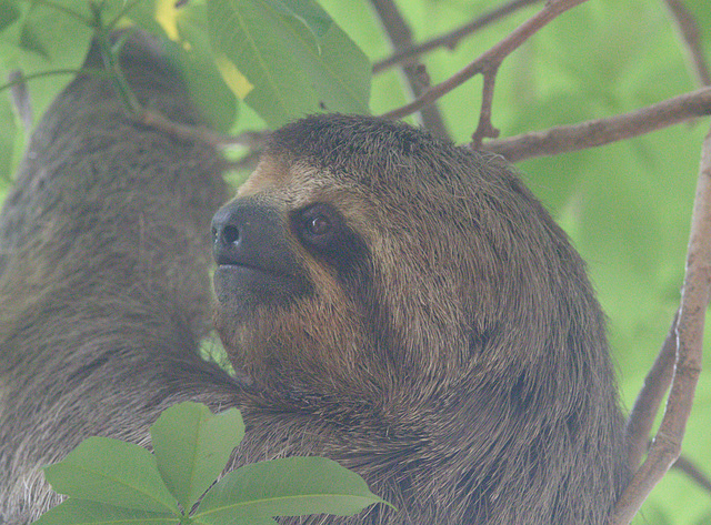 EF7A1806 Sloth