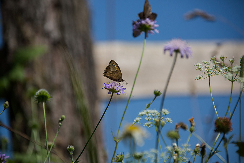 20140719 4307VRAw [D~LIP]  Freilichtmuseum Detmold
