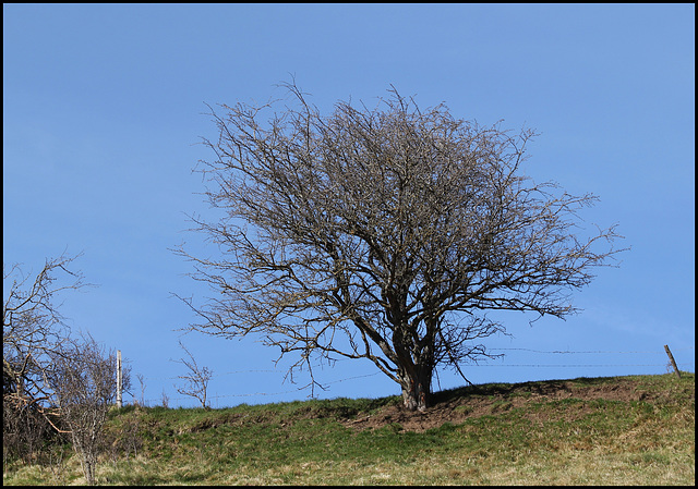 Prunus spinosa