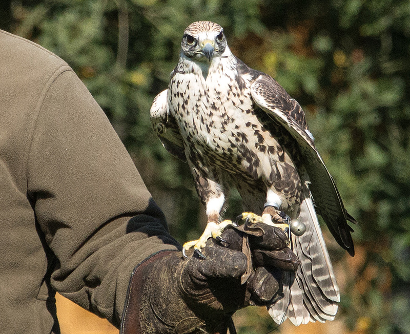 20151010 9219VRAw [D~H] Würgfalke (Falco cherrug), Wisentgehege, Springe-Deister