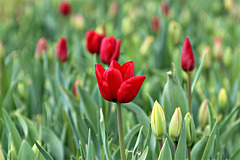 Tulpenfeld