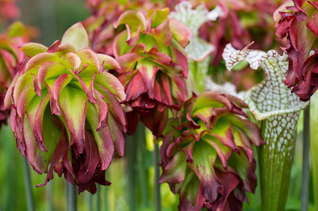 Pitcher Plants