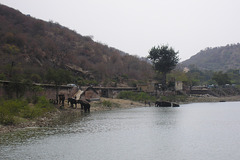 Elephants At Maotha Lake