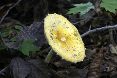 Amanita muscaria