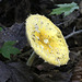 Amanita muscaria