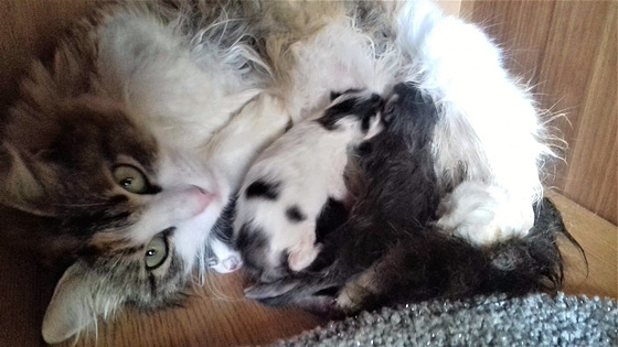 Pasha being a great mum to her kitties