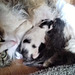 Pasha being a great mum to her kitties