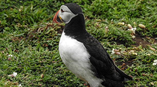 20190612 5065CPw [R~GB] Papageitaucher, Skomer, Wales