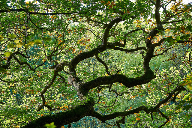Up Among The Trees Up Among The Trees