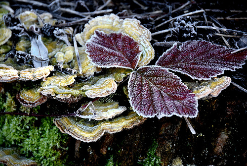 Winterblätter