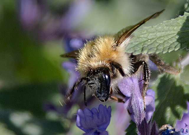 20200527 4030VRAw [D~LIP] Traubige Katzenminze (Nepeta racemosa), Hummel, UWZ, Bad Salzuflen