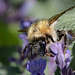 20200527 4030VRAw [D~LIP] Traubige Katzenminze (Nepeta racemosa), Hummel, UWZ, Bad Salzuflen