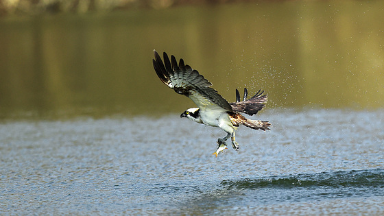 Balbuzard pêcheur photographié ce lundi...