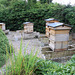 Beehives