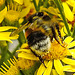 20230713 1839CPw [D~LIP] Jakobs-Greiskraut, Dunkle Erdhummel (Bombus terresris), Fliege, Bad Salzuflen