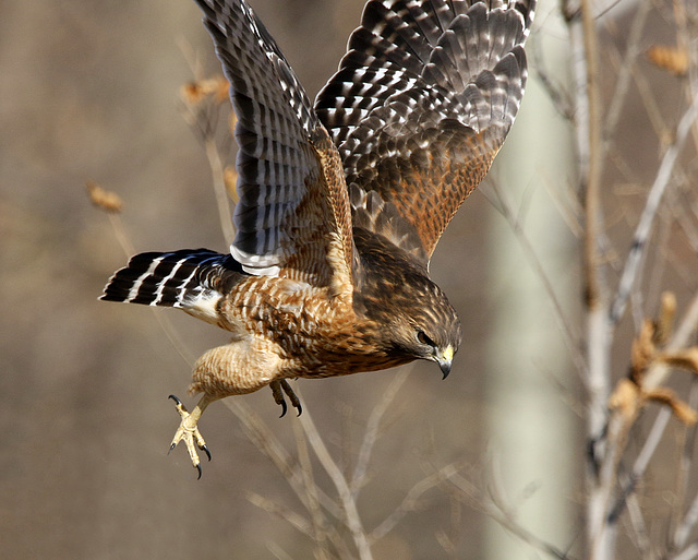 buse à épaulettes / red-shouldered hawk