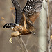 buse à épaulettes / red-shouldered hawk
