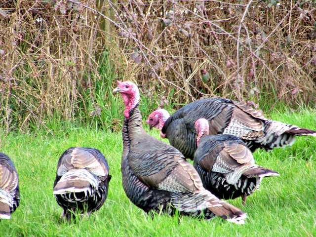 Turkeys.