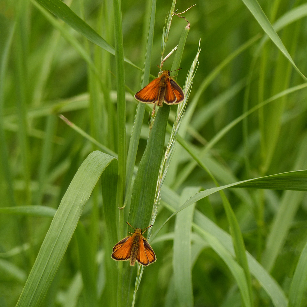 Two European Skippers