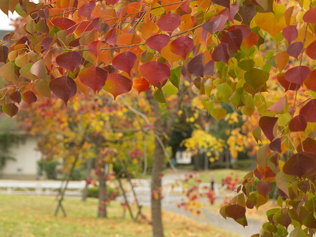 Chinese tallow tree