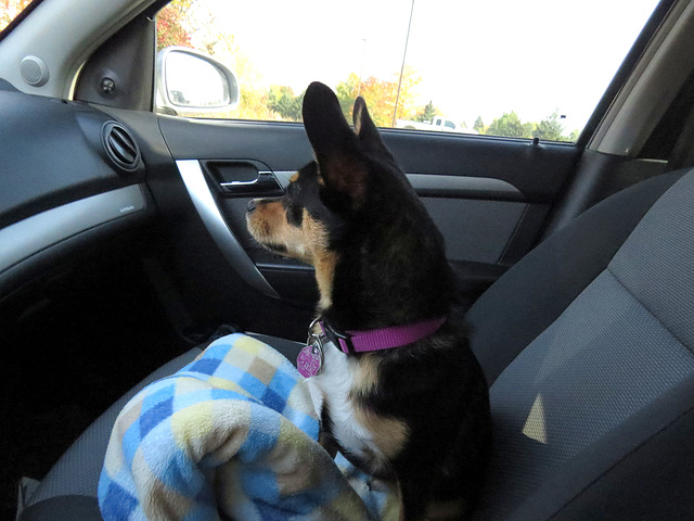My passenger Maggie