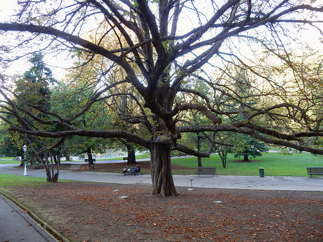 afternoon in the park