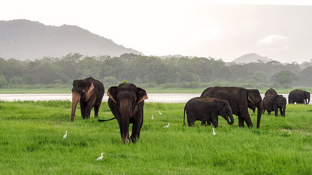 Sri Lanka tour - the fifth day, Minneriya National Park