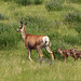 Beautiful Mule Deer family