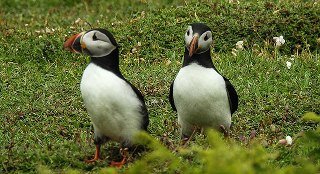 20190612 5066CPw [R~GB] Papageitaucher, Skomer, Wales