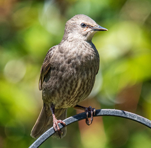 Young starling