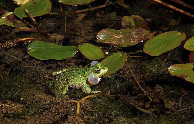 Une grenouille avec ses sacs à malices et son chant romantique pour séduire les pondeuses  .