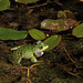 Une grenouille avec ses sacs à malices et son chant romantique pour séduire les pondeuses  .