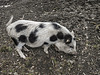 20200516 7314CPw [D~HF] Buntes Bentheimer Schwein, Herford