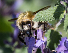 20200527 4031VRAw [D~LIP] Traubige Katzenminze (Nepeta racemosa), Hummel, UWZ, Bad Salzuflen