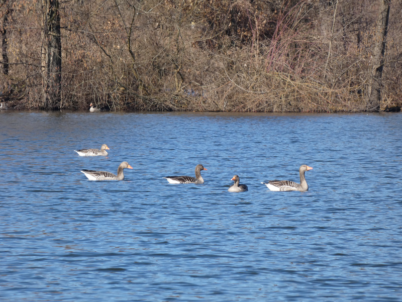 Enten in der Naab