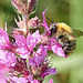 Common Carder Bee On Purple Loosestrife