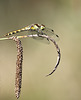 Sympetrum sur laîche pendante