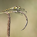 Sympetrum sur laîche pendante