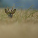 Je ne voyais que le haut des bois, alors je hurlai: "HELLO BUD !"