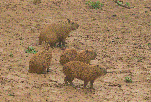 EF7A1844 Capybara