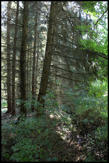 Autour du jardin- pessière (1)