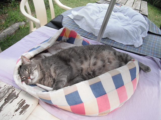 Charlie enjoying outside.