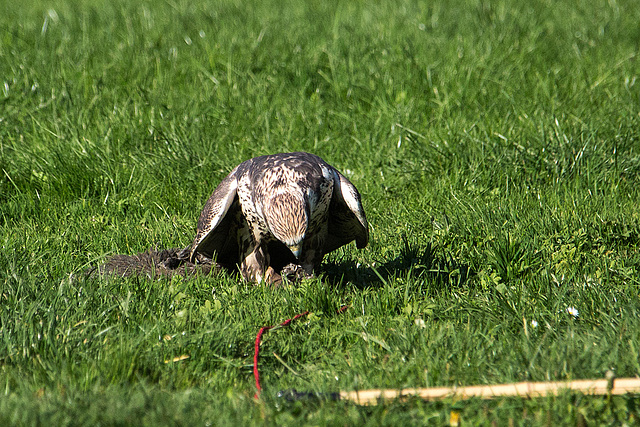 20151010 9226VRAw [D~H] Falke, Wisentgehege, Springe-Deister