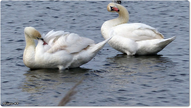 PARC du TEICH (33 Gironde)