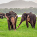 Sri Lanka tour - the fifth day, Minneriya National Park